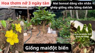 Mai vàng bonsai #maivang #bonsaitree #xuhuong #maivangbonsai #youtube #bonsai #nguoinoitieng