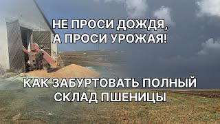 Не проси дождя, а проси урожая! Рапс не сеем. Как забуртовать полный склад пшеницы.