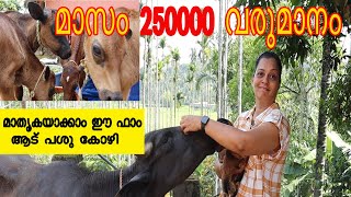 ആട് പശു വളർത്തൽ വിജയം | Farming Business Successfully | Jilu Sithara | Earth Vibes