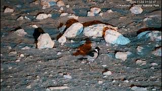 Blacksmith Lapwing ( vanellus armatus )