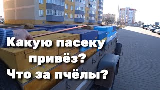 Какую пасеку привёз? Что за пчёлы? Выпускаем маток из изоляторов.