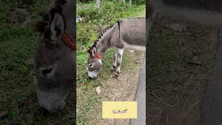 😀என்னைப்பார் யோகம் வரும்😀🦉#viral shorts#trending, Funny donkey grazzing