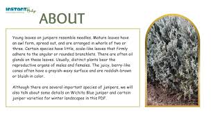 Wichita Blue Juniper: Unveiling a Rocky Mountain Gem