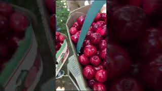 Yummy Fresh Cherries from Cherry Farm House in Canada | #Shorts