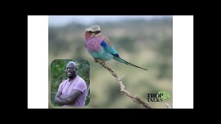 TropTalks: Stories from the Field - Avian Haemoparasite in Kruger National Park by Tino Pori