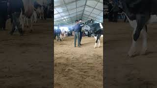 #pdfa #breeding #viral #animals #trending #cow #shortvideo