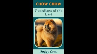 Chow Chow: Guardian of the East | Puffy Lion Dog | Dog Breeds | Dog Lovers