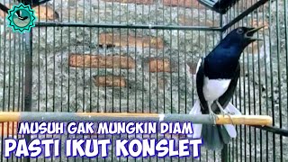 KACER ANDA PASTI IKUT NEMBAK KONSLET BONGKAR MATERI, PANCINGAN KACER GACOR FULL ISIAN TARUNG NGOBRA