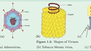 Tmv Genome||#viral #Virus