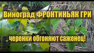 Виноград ФРОНТИНЬЯК ГРИ черенки обгоняют саженец!