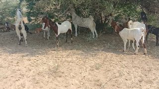 Beautiful goats