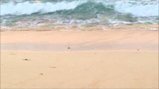 Baby Turtle goes to sea with a Wave