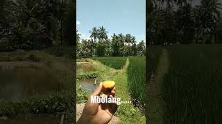 Main...ke Sawah Cari Ikan