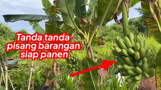 Tanda Tanda Pisang Barangan Merah Siap Panen