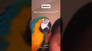 Parrot SPIT Leads To HUGE Zit! *VOLCANIC ACTIVITY* #reaction