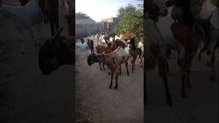 الماعز نخر على بعضها البعض 😱😱 #viralvideo #animals #ytshorts #goat