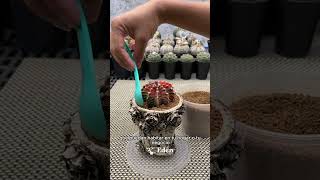 Cuidados de los CACTUS dentro de tu HOGAR