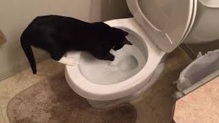 Cat playing in toilet