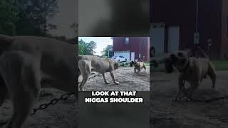 Insane Shoulder Strength Revealed  What You Didnt Know About Weight Pulling Dogs#shorts #shortvideo