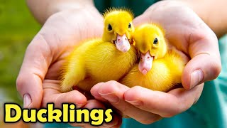 Ducks as Pets - Cute Duckling Facts for Kids!