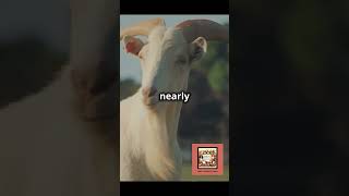 Why Goats Have Magnificent Eyes! #AnimalFacts #NatureWonders #CuriousGoats #WildlifeCuriosity