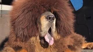 KINU LIUTAS 100% Chinese Tibetan Mastiff Kennel