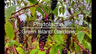 All About Phytolacca- Pokeweed