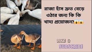 রাজা হাঁস দ্রুত বেড়ে ওঠার জন্য কি কি খাদ্য প্রয়োজন? ￼