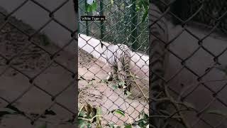 Lucknow Zoo | White Tiger #youtubeshorts #viralshorts #shortsfeed #lucknowzoo #sher #tiger #zoo