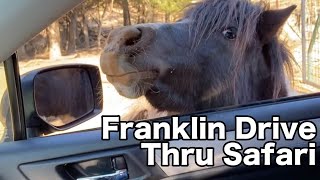 Franklin Drive Thru Safari