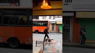 El perro que monta en bus