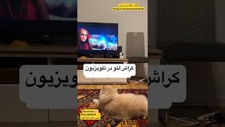 کراش گربه من لئو به الناز شاکر دوست مگه داریم ،پارسیان کت مکانی معتبر جهت خرید گربه خارجی#گربه_خانگی