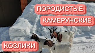 КАМЕРУНСКИЕ КОЗЛИКИ ГАРАНТИРУЮТ КАЧЕСТВО.