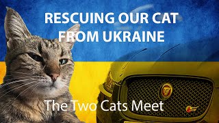 CAT Rescue | The Two Cats Meet