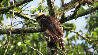 Guaco | Laughing Falcon | Herpetotheres cachinnans