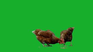 Green Screen Ayam