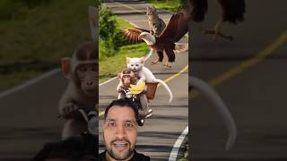 Cat video | monkey video | Horse video | banana video #cat #kucing #funny