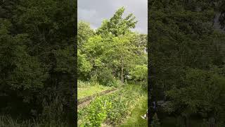 Лето на даче. Summer landscape in the countryside .