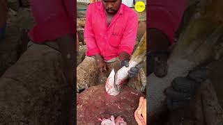 KASIMEDU FISH CUTTING VIDEO / cutting focus #fishcutting #bigfishcutting #bigfish #freshfish