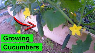 Cucumber Plant Timelapse: Growing - Climbing - Flowering - Fruiting