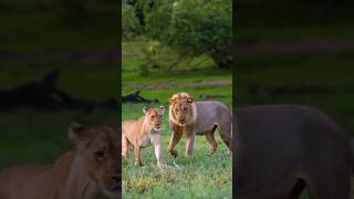 lion Vs queen #lion #shorts #trendingshorts