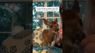 This family rescued a weak, lost baby deer and raised it with love #animalshorts #shortvideo