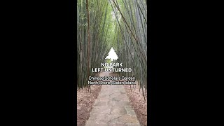 Exploring the Chinese Scholar's Garden | No Park Left Unturned #shorts