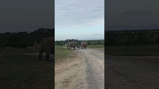 Southern White Rhinos at Ol Pejeta Conservancy in Nanyuki, Kenya #whiterhino #olpejetaconservancy