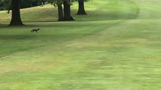 Coyote Follows Brian Around Golf Course