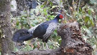 kalij pheasant Male #birdslover #sattal #uk #birds #uttarakhand #nainital