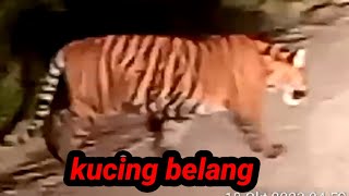 kucing belang penjaga hutan belantara