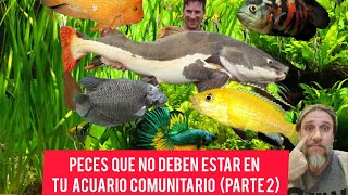 Peces que NO deben estar en tu acuario comunitario (Parte 2) 🐠🚫🐟