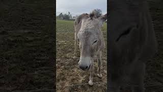 Neighbour Donkeys!