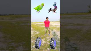 Rounding tractor wheel to Duck, Peacock, Pigeon & Parrot - Birds names magic video🦆